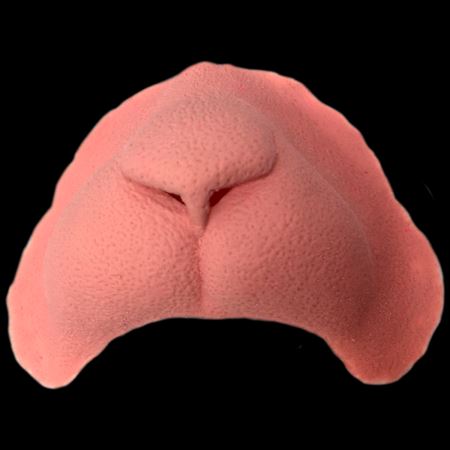 Black Label Latex - Cat Nose Black Label Latex - Cat Nose